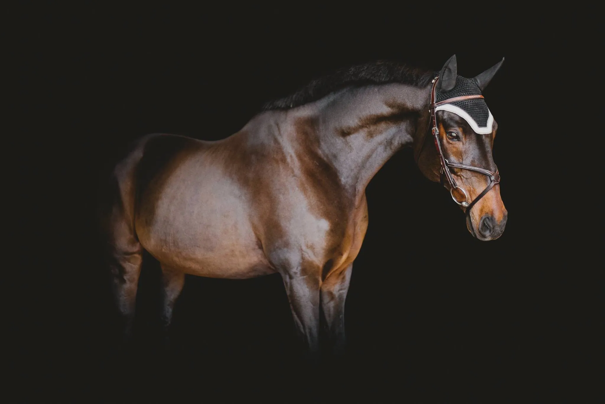 Bay horse in a bridle, photographed against a black studio background
