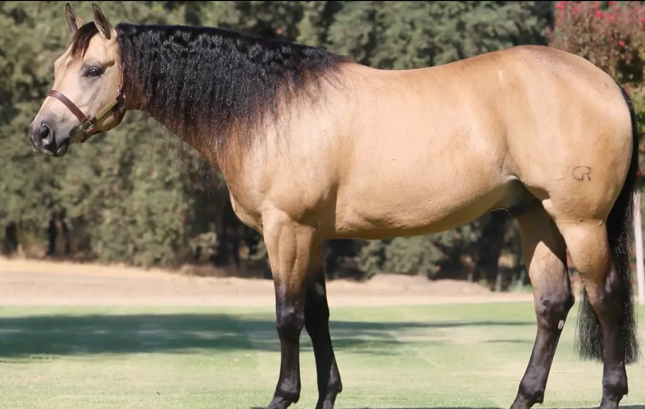 Buckskin Quarter Horse standing for a conformation photograph