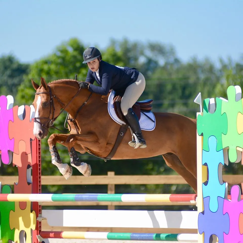 Chestnut hunter jumping a colorful fence