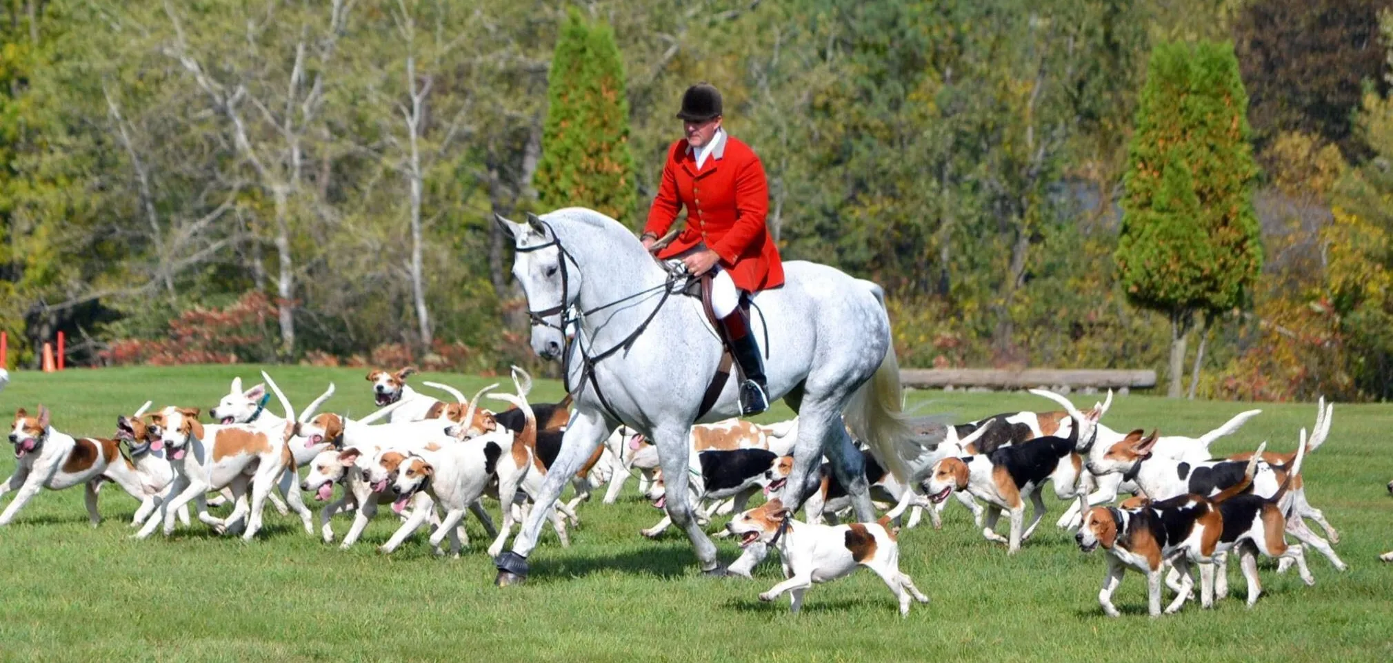 Grey field hunter and rider in a red coat among a pack of hounds