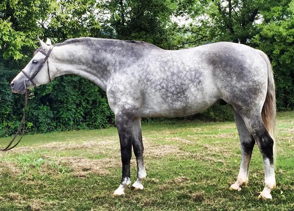 Dapple grey horse standing square on grass