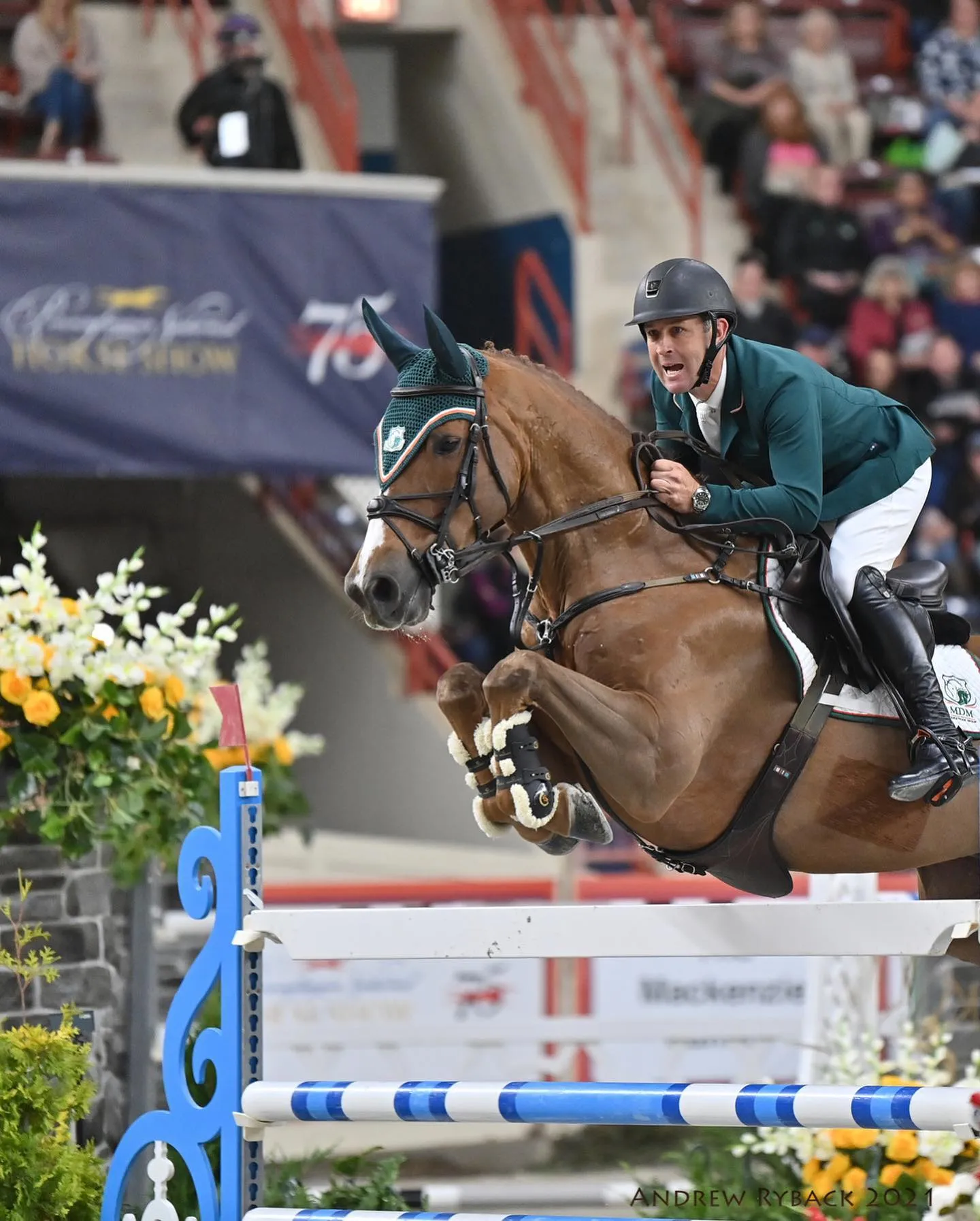 Chestnut jumper at an international show