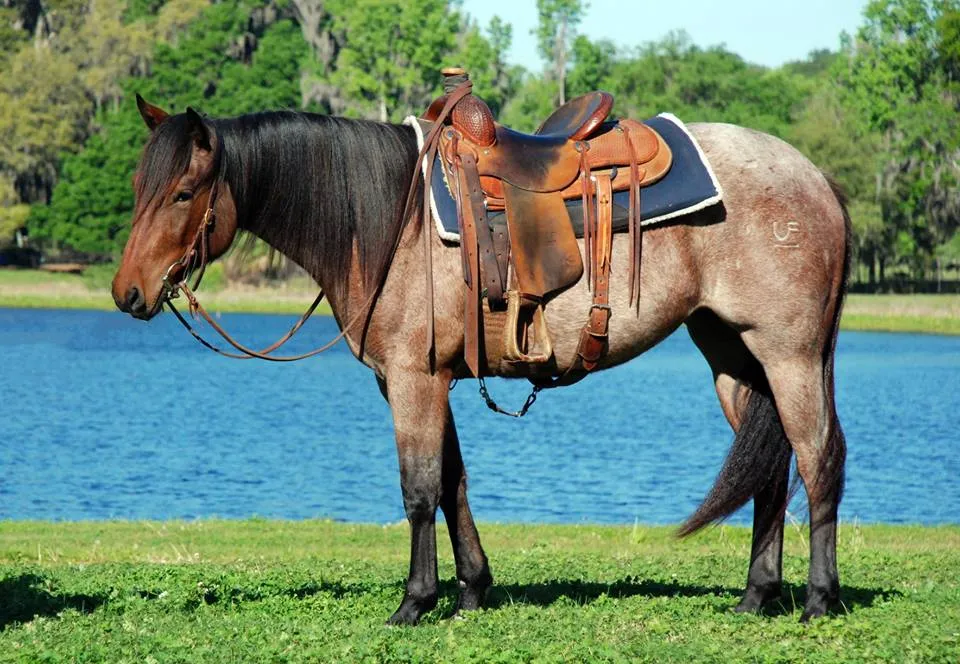 Roan Quarter Horse in a western saddle beside a lake