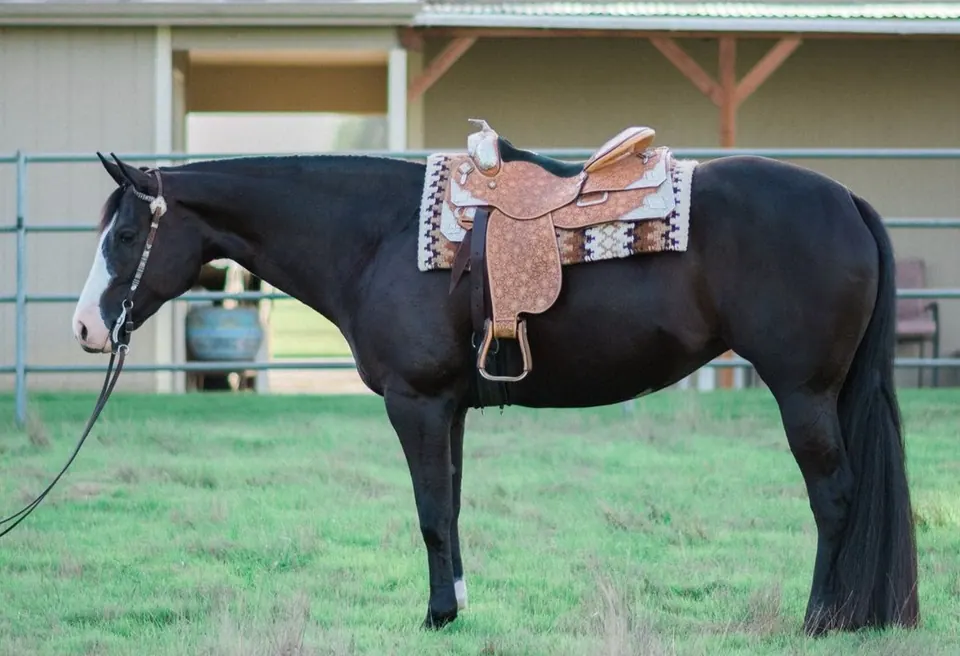 How Can I Increase My Horse's Value?