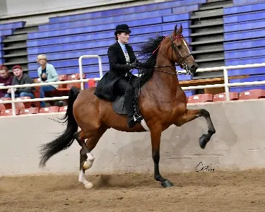 Big Bang Baby to William Woods University Equestrian