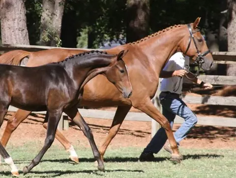 Bay horse trotting in hand for an in-hand class