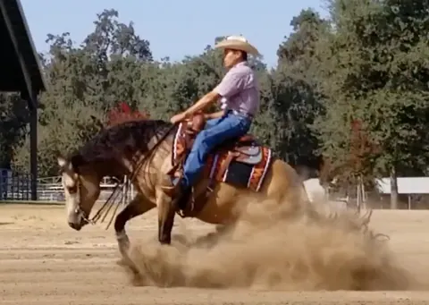 Reining horse in a sliding stop