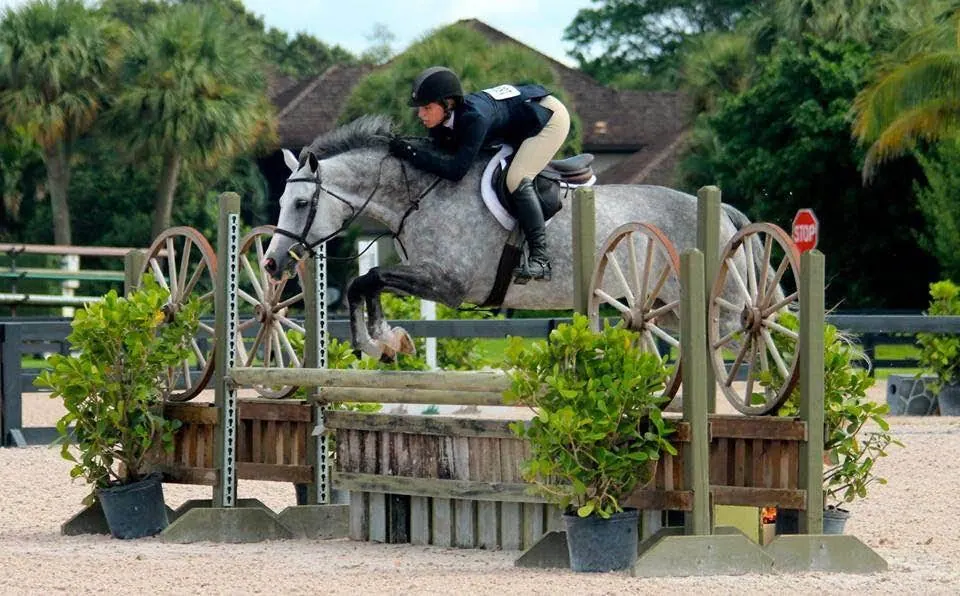 Grey hunter jumping a wagon-wheel fence