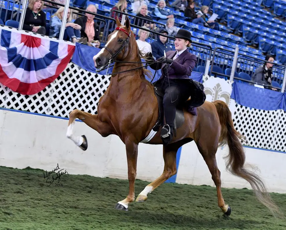 Chestnut saddle seat horse in the ring at a championship show