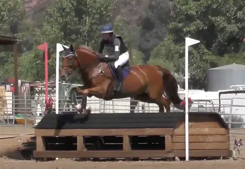 Event horse jumping a bank on cross country