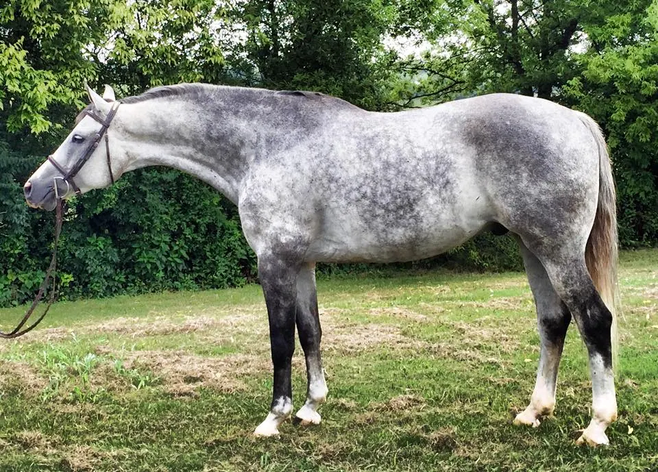 Dapple grey horse standing square on grass